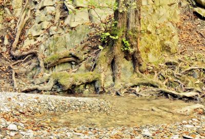 Root of an old tree