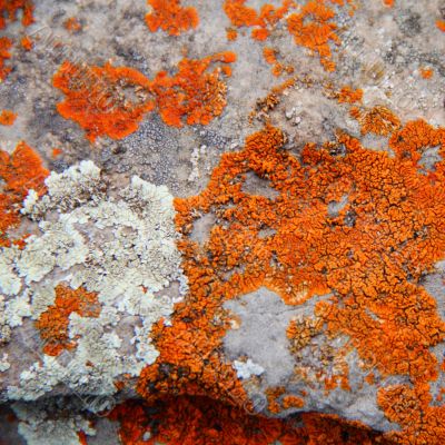 Image of colorful texture