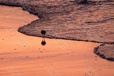 Beach runners in Antigua