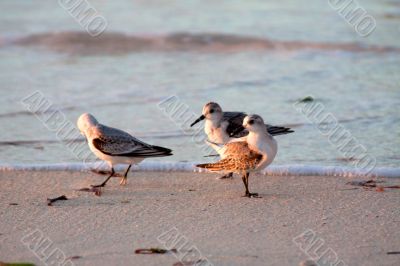 Beach runners in Antigua