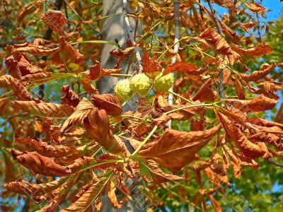 Dried chestnuts
