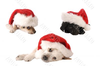 Santa Hat Christmas Puppies