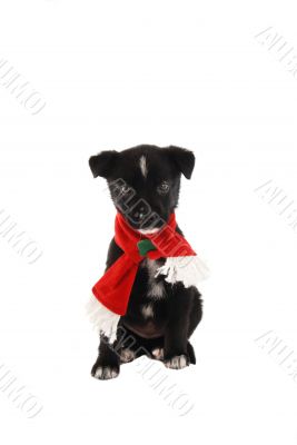 Puppy in a Christmas Holiday Scarf