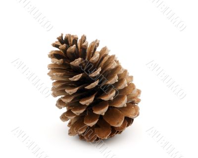 Pinecone