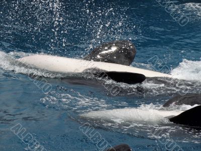 killer whales