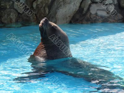 Steller sealion