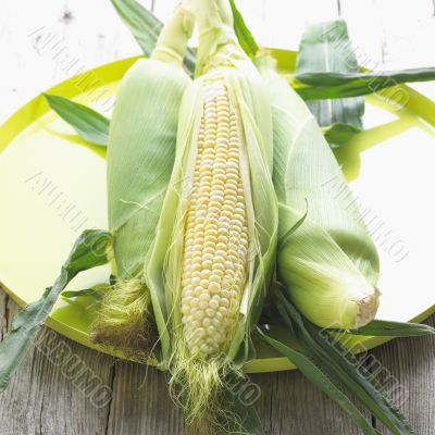 Fresh Corn 