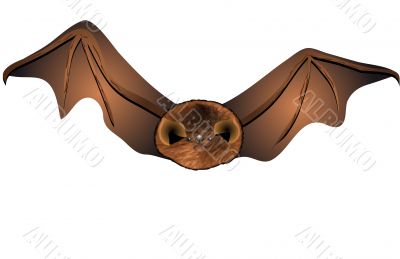 bat