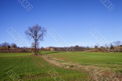 Field