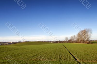 Field