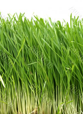 Grass