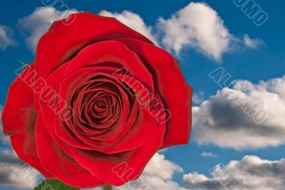 Rose and sky.