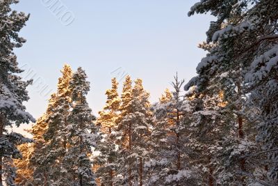 Sun in the fir trees.