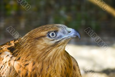 Long-legged buzzard