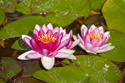 Lotus flowers