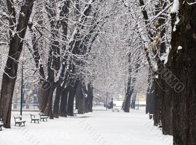 Snowscape
