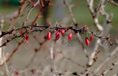 prickly rose bush