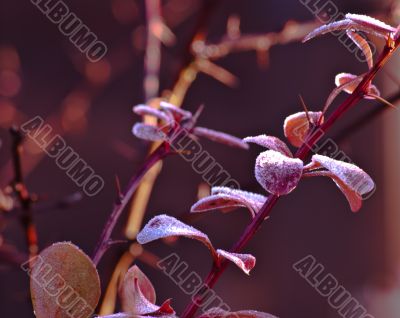 frosted twig coniferous shrub