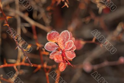 red leaves