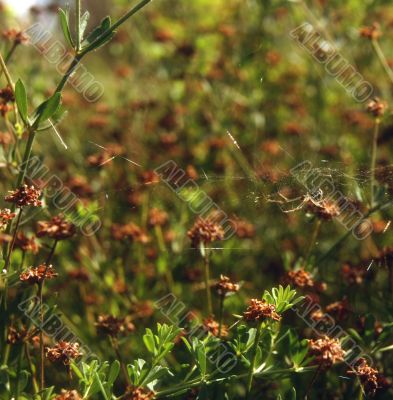 Spider hangs between flowers