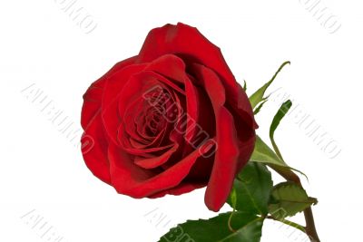 Red rose on white.