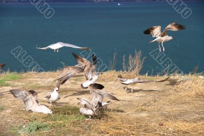 Seagulls on the beach