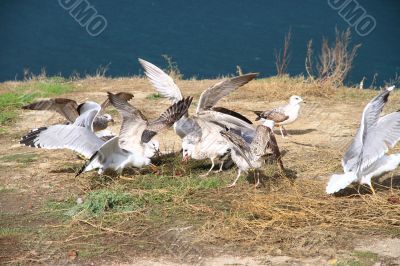 A lot of seagulls