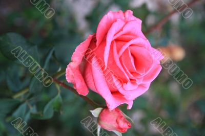 Rose of pink colours