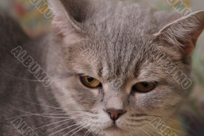 A cat