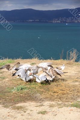 Seagulls 