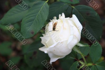A white rose with fly