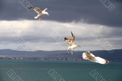 Seagull in the sky