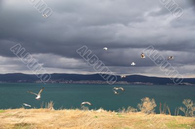 Seagulls and sea