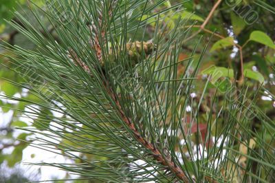 Small pinecone