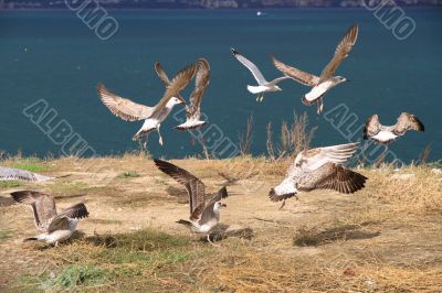 Flying seagulls