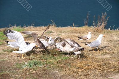 Seagulls on the beach