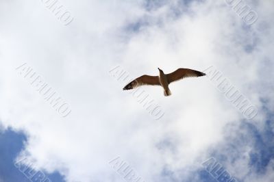 Seagull flying in the blue sky.