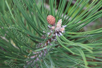 Small pinecone