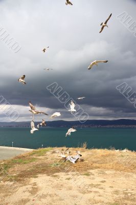 Seagulls