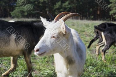 Nanny-goat