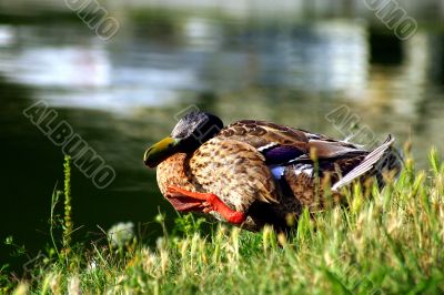 The sweetest duck in the world