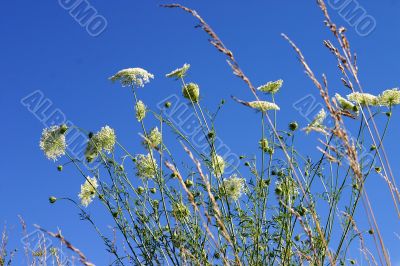 Sky plants and flowers