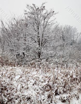 Winter