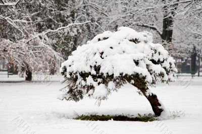 Winter