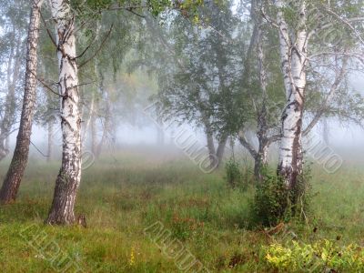  Morning in the birch wood
