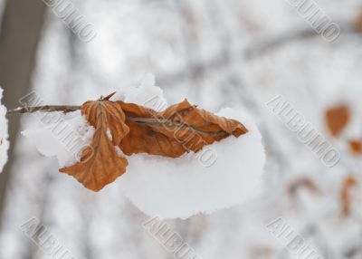 Snow on leaf