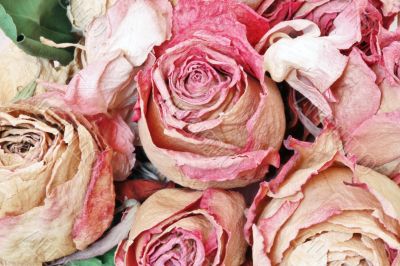 Dried flowers