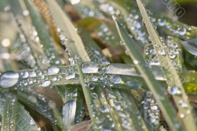 Drops