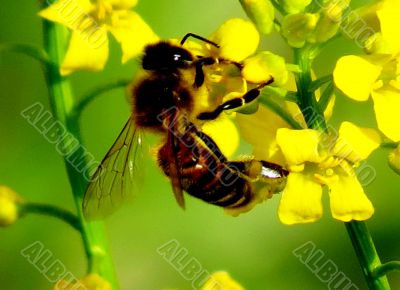  The bee collects nectar