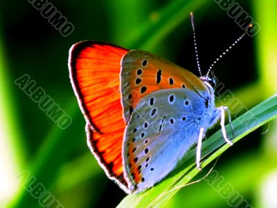  The butterfly sits on a green leaflet